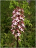 vstavac nachovy (Orchis purpurea)