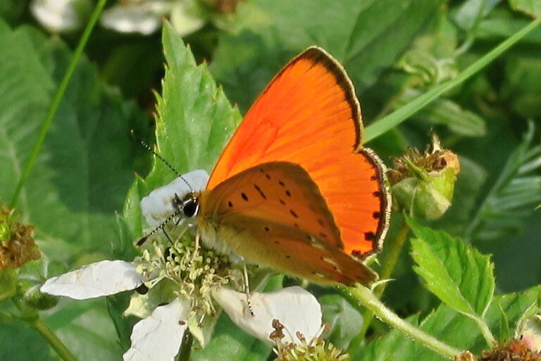 08 Ohniváček celíkový Lycaena virgaureae