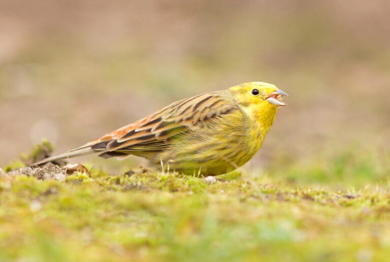 02_Emberiza_citrinella