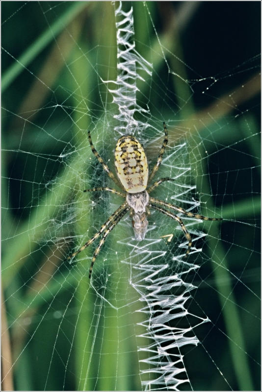 03_Argiope_bruennichi_Fjuv4_stabilim_3.7.2005_ČeskomVrch (1)