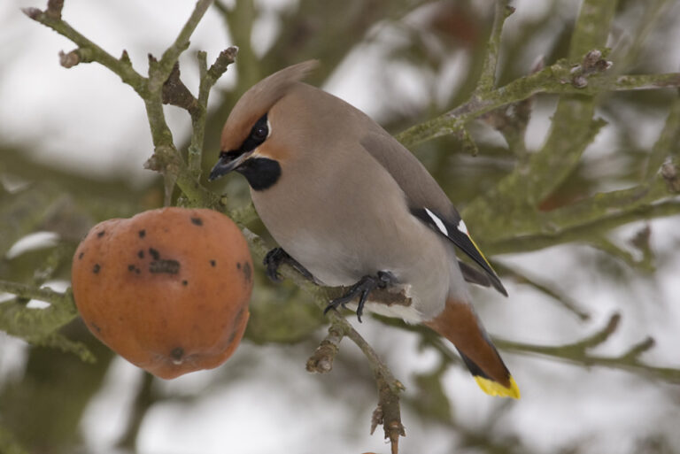 05_Bombycilla_garrulus