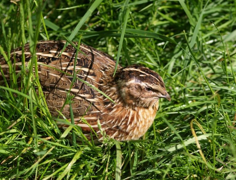 07_Coturnix_coturnix