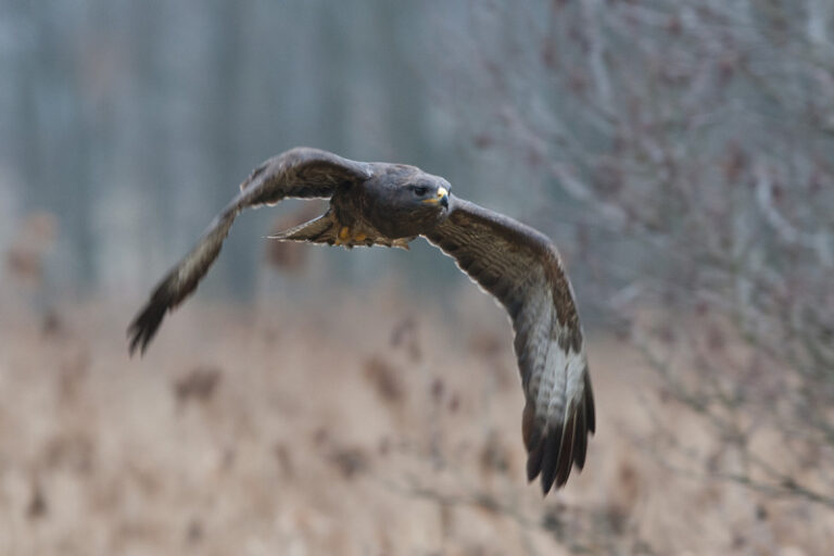 11_Buteo_buteo