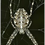 Araneus_diadematus