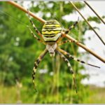 Argiope_ bruennichi