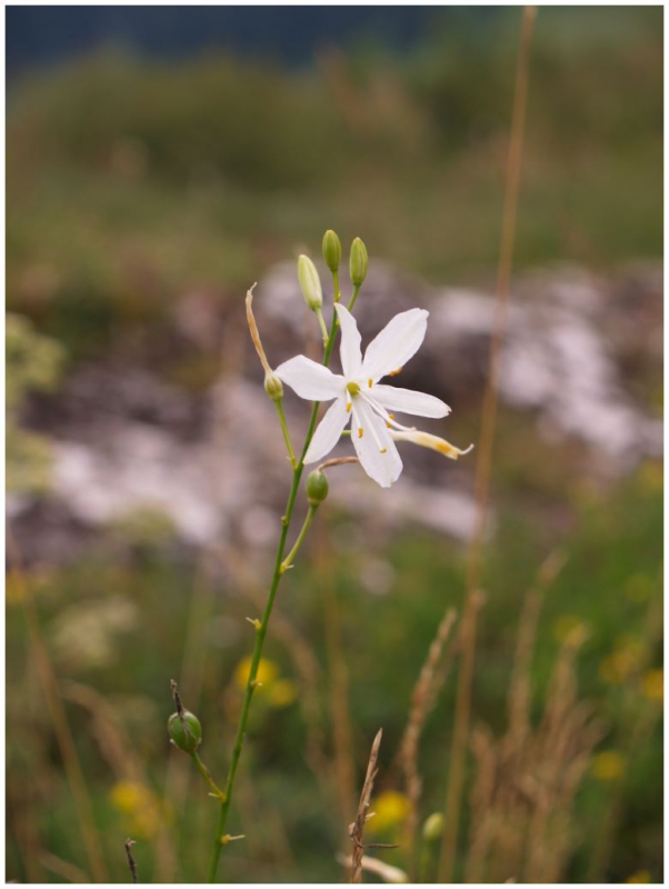 belozarka_vetevnata