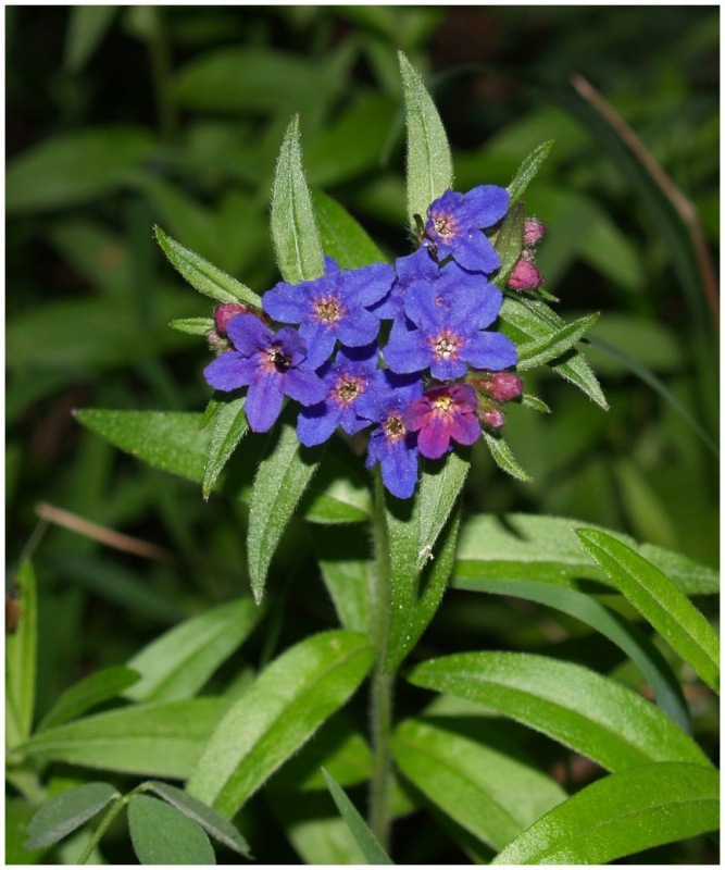 kamejka modronachova (Lithospermum purpurocaeruleum)