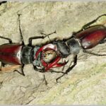 Lucanus_cervus_souboj