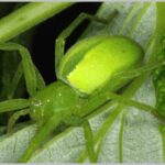 Micrommata_virescens